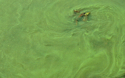 Harmful Blue-green Algal Blooms (HABs) in VA: Updates to the Public Advisory Process