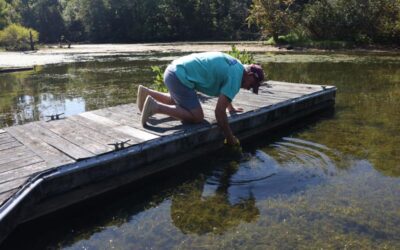 Hydrilla surges back