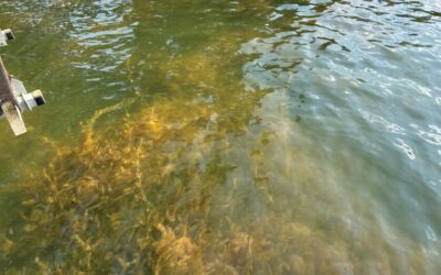Officials developing plan to address invasive hydrilla