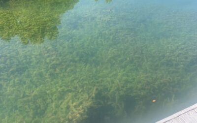 Grass carp approved — again — to curb invasive plant in Smith Mountain Lake