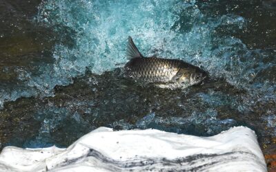 A New Generation of Sterile Grass Carp Target Invasive Vegetation at Smith Mountain Lake
